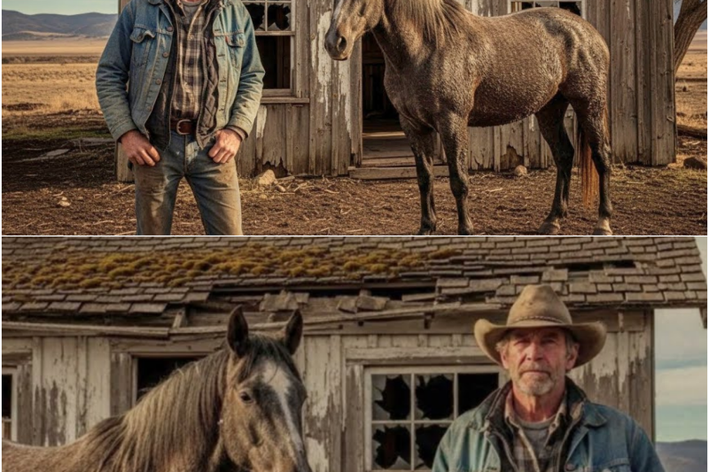 Rich Family Gave Rancher a trash Cabin and UNWANTED HORSE as a Joke…But It Was His DREAM All Along