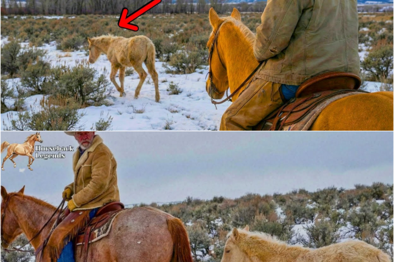 Starving Lost Foal Kept Following Rancher for Miles… He Broke Down When He Realized Why