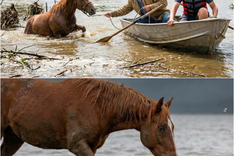 Horse Was Left Behind After a Huge Flood… Then One Neighbor Noticed Something