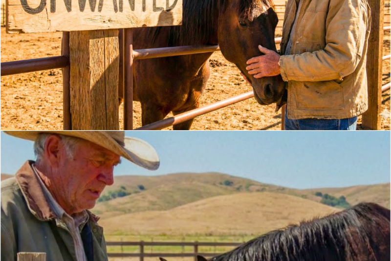 Rancher Adopted The Saddest Horse at the Rescue Center… You Won’t Believe What Happened Next