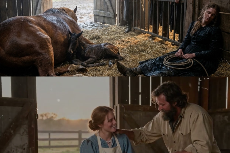 The Rancher’s Hands Lost the Lead Mare in the Storm — The Widow Had Her Foaled by Morning