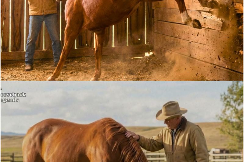 Horse Won’t Stop KICKING Wall… Rancher Breaks It Open And SCREAMS!