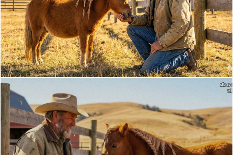 MINIATURE Horse Shows Up at Ranch… What Happens Next STUNS the Owner