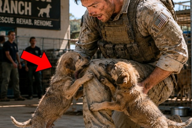The Two Shelter Puppies Wouldn’t Leave the “Wrong” Navy SEAL… Until He Knew Why