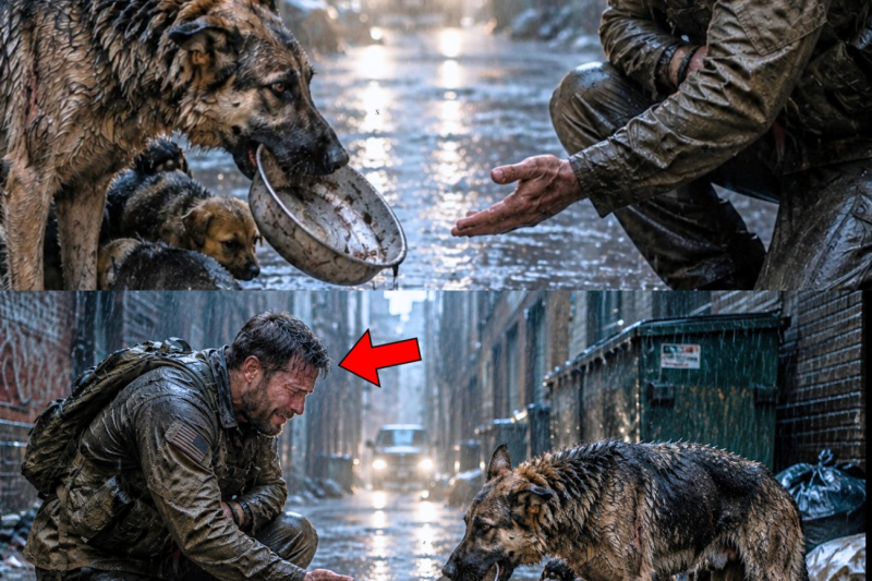 A Navy SEAL Returned After 5 Years—Then Found His Dog Begging for Food with Her Puppy