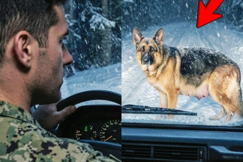 A Navy SEAL Found a Pregnant K9 in the Snow — What Happened Next Changed Everything