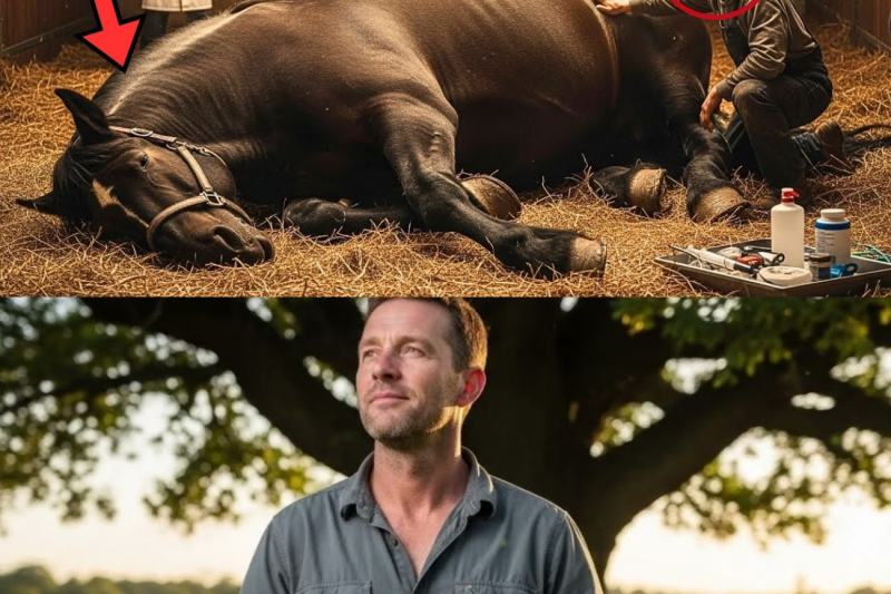 This Giant Mare Was Scheduled To Be Put Down… Then Doctors Saw What Was Inside Her