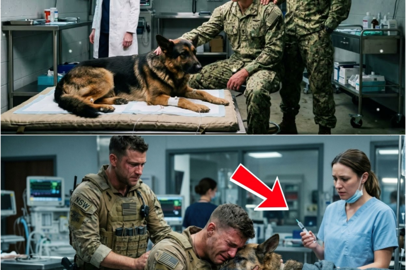 Paralyzed K9 Was Set to Be Put Down—Until a Navy SEAL Made an Impossible Discovery