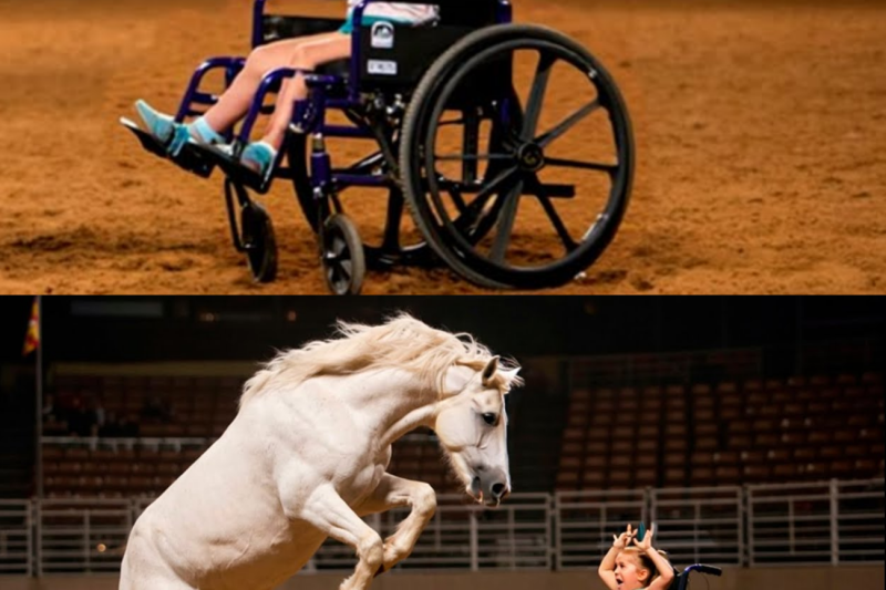 RICH MAN PLANNED FOR A FEROCIOUS HORSE TO HURT HIS WHEELCHAIR-BOUND DAUGHTER, but what happened..