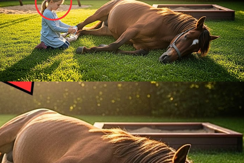 Pregnant Mare’s Escape from Slaughterhouse to Girl’s Yard Changes Everything
