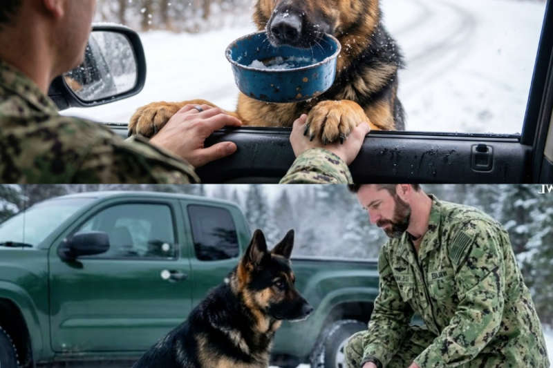 Former Navy SEAL Fed This Pregnant Stray Dog Every Morning—But One Day She Vanished