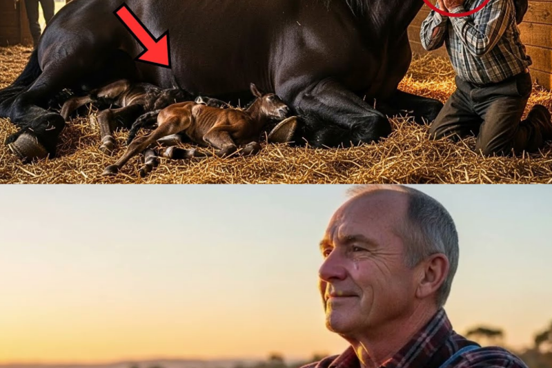 Old Man Buys Dying Giant Pregnant Mare For $40… What She Delivered Left Everyone Speechless