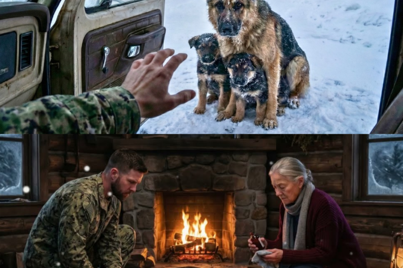 Navy SEAL Opens Truck Door for FREEZING Dog Family—What Happens Next Melts Hearts