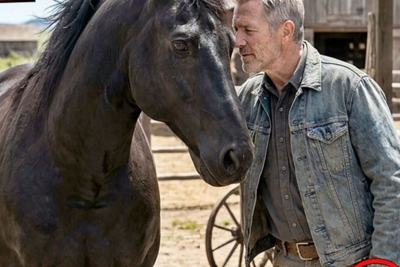 This Abandoned Horse Refused to Move—Until a Stranger Spoke Three Quiet Words