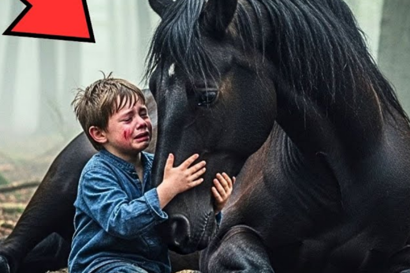 Wounded Horse Is Abandoned In The Forest…A Boy Hugs Him And Cries: “You Will Never Be Alone Again”