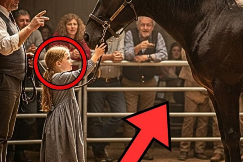 “He Is Too Weak” They Shout At An Auction While Rejecting The Horse… A Girl Buys It And…