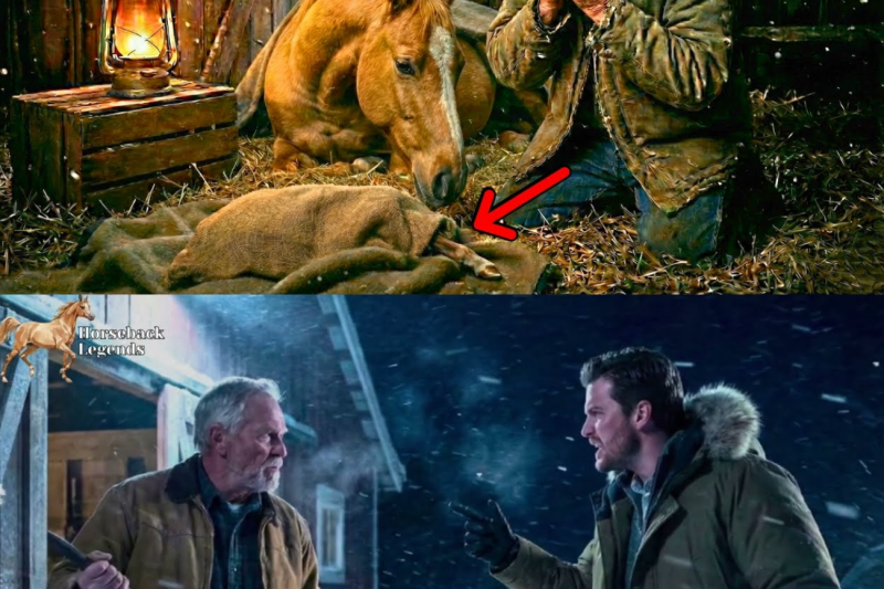 Rancher Helps a Dying Horse in Labor… What Came Out Left Everyone Speechless