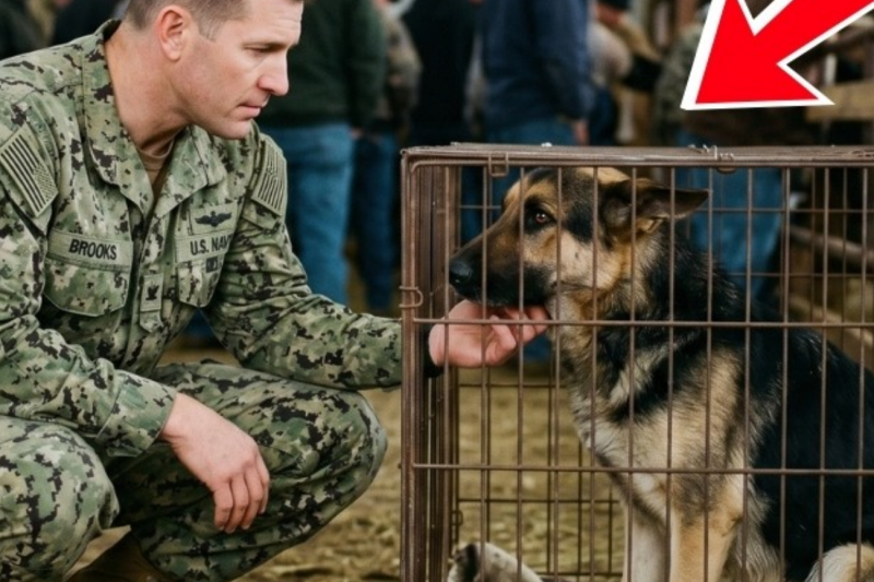 Navy SEAL Bought the Starving German Shepherd Nobody Bid On — Then the Town Went Silent