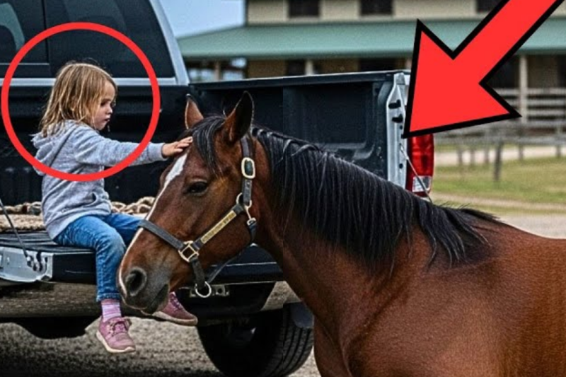 Pregnant Mare Sold for $1: Her Foal’s Amazing Journey Will Bring You to Tears