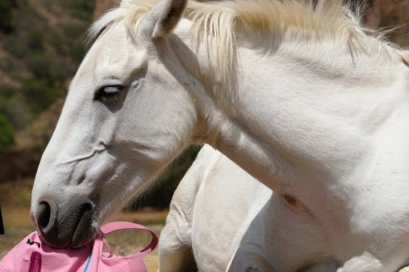 The Silent Sentinel of the Canyon: How a Millionaire’s Sin Was Exposed by a Majestic White Horse and an Unlikely Family Was Born