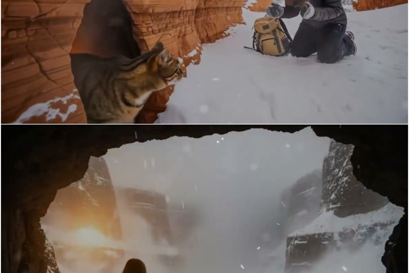 Thrown Out at 18, Her Cat Led Her to a Warm Crack in the Canyon — Inside Was More Than Shelter